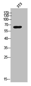 CPNE8 antibody