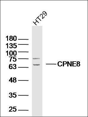CPNE8 antibody