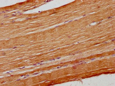 CPPED1 Antibody