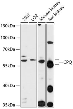 CPQ antibody