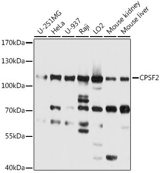 CPSF2 antibody