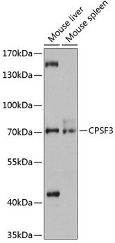 CPSF3 antibody