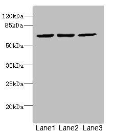 INTS11 Antibody