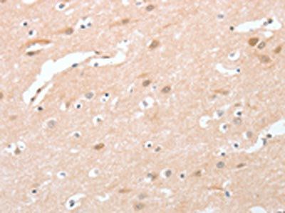 CPSF4 Antibody