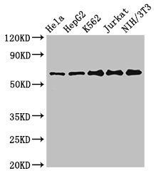 CPSF6 antibody