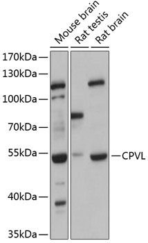 CPVL antibody
