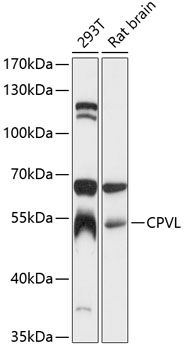 CPVL antibody