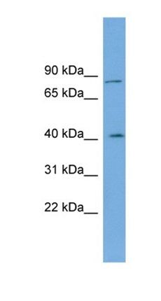 CPXM1 antibody