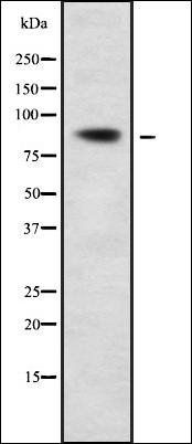CPXM2 antibody