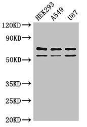 Cpz antibody