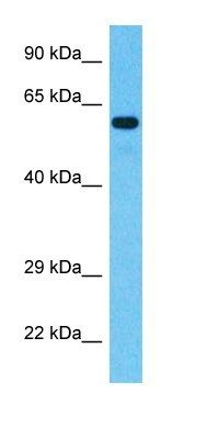 CQ074 antibody