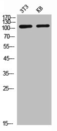 CR2 antibody