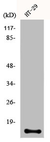 CRABP2 Antibody