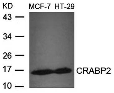 CRABP2 Antibody