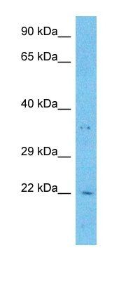 CRBA1 antibody