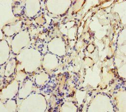 CRBN Antibody