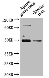 CRD1 Antibody
