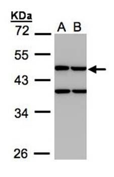 Creatine kinase (mitochondrial 1B) antibody