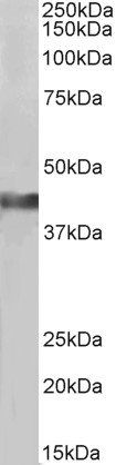 Goat anti-creatine kinase M-type (aa258-270) Antibody