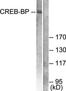 CREB-BP antibody