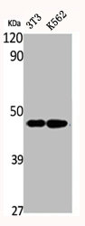 CREB1 Antibody