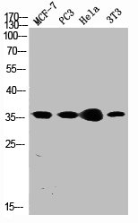 CREB1 Antibody