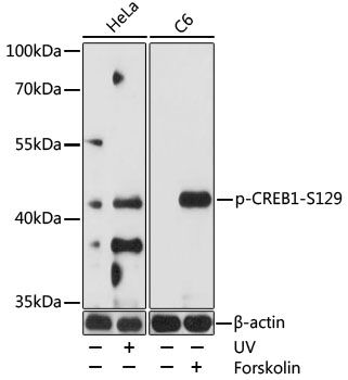 CREB1 (Phospho-S129) antibody