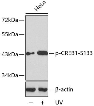 CREB1 (Phospho-S133) antibody
