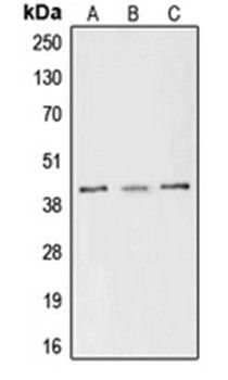 CREB1 (phospho-S133) antibody