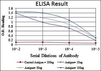CREB1 Antibody