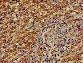 CREB3L1 Antibody