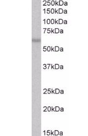 Goat anti-OASIS / CREB3L1 Antibody