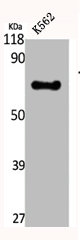 CREB3L2 antibody