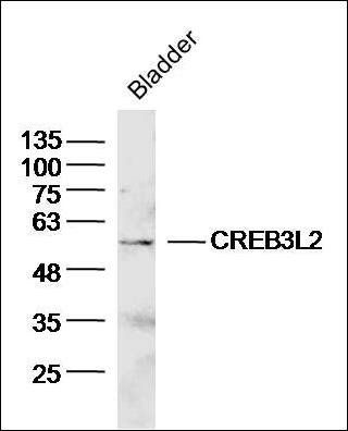 CREB3L2 antibody