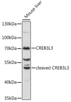 CREB3L3 antibody