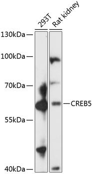 CREB5 antibody