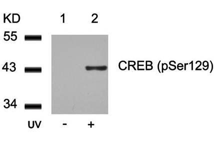 CREB (Phospho-Ser129) Antibody