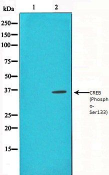 CREB (Phospho-Ser133) antibody