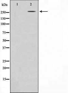 CREBBP Antibody