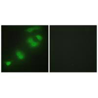 CREBZF Antibody