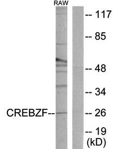 CREBZF antibody