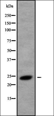 CREG1 antibody