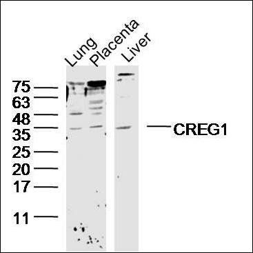 CREG1 Rabbit Polyclonal Antibody