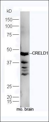 CRELD1 antibody