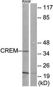 CREM antibody