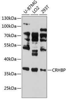 CRHBP antibody