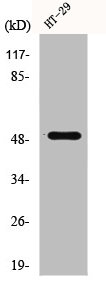CRHR1 Antibody