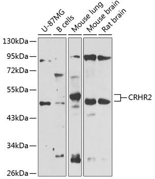 CRHR2 antibody