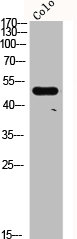 CRHR2 antibody