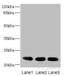 CRIP2 Antibody
